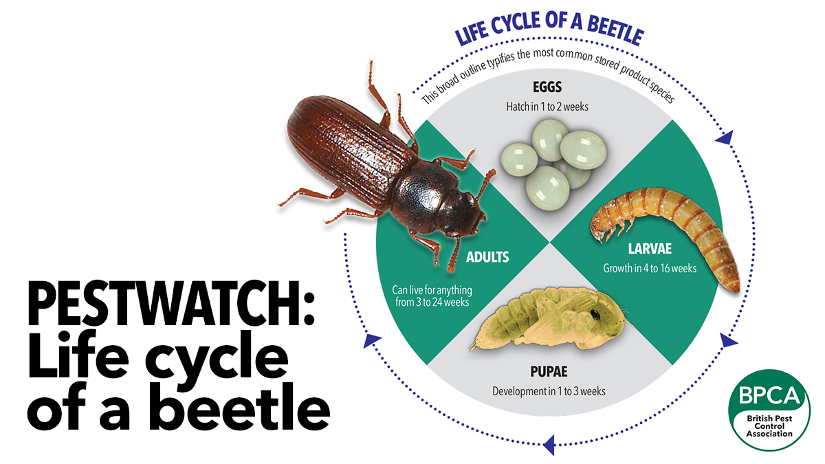 5671 BPCA - Beetle life cycle
